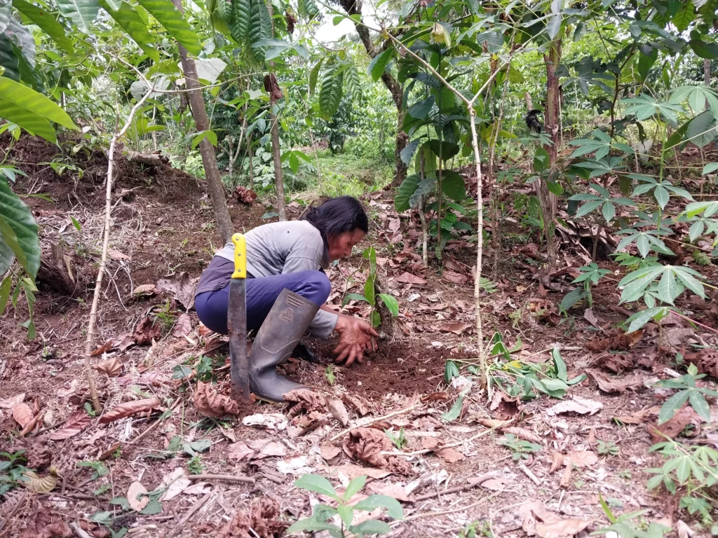 Plantation chez une bénéficiaire (2)